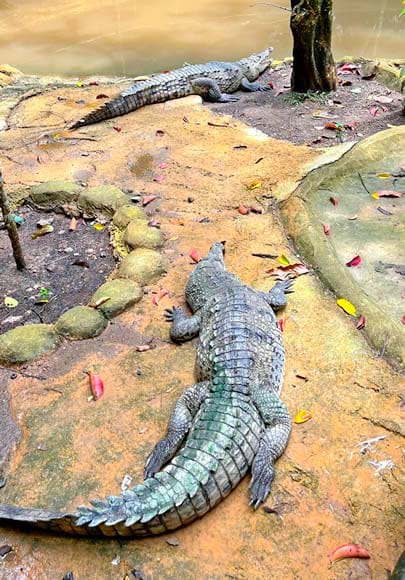 MUNDO DE LOS REPTILES